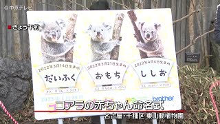 【コアラ】赤ちゃんコアラ３頭の命名式「だいふく」「おもち」「ししお」　名古屋・東山動植物園