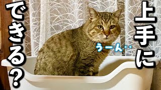 庭に住みついた野良猫を家猫へ#10【1日で成功したトイレトレーニング】