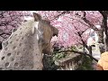 あたみ桜 糸川桜まつり 4k atami cherry blossoms