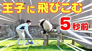 赤ちゃんパンダふうひん😍飼育員さんが大好きすぎて歴史的瞬間がおとずれる