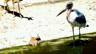 Maribu Kills Springbok at Madrid Zoo. Amazing Animals Moments.