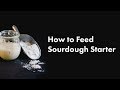 How to Feed Sourdough Starter