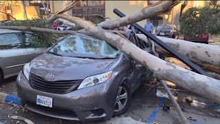 Falling eucalyptus trees posing danger to UCSD students and their families