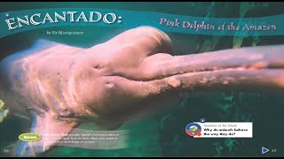 ENCANTADO - Pink  Dolphin of the Amazon