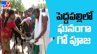 Peddapalli   : ఘనంగా కనుమ పండుగ ఉత్సవాలు  గోమాతకు  పూజలు - TV9