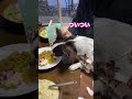 i can t stop.犬界隈でpart6　　　　　　　　　　　　　　 dogs doglover cute 可愛い dog ミックス犬 犬 愛犬 小型犬 チワワ 子犬