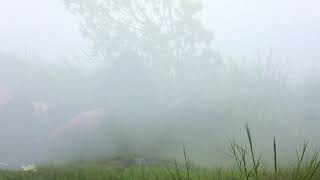 MISTY KAKKADAMPOYIL | NILAMBUR TO CALICUT | Hill station  #calicut #hillstation #kerala #india