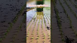 New method of paddy transplant 🌱🌾🚜 #trending #viral #new