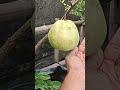 guava fruit in my terrace garden 😈😳😙 #gardening #organicfarming #fruits #guavafruit