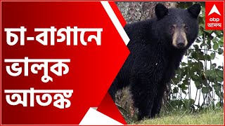 Mal Bazar: মালবাজার পুর এলাকার চা-বাগানে ভালুক আতঙ্ক | Bangla News