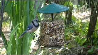 Making Yummy Seed Cylinders (Seed Logs) For Feeding Wild Birds