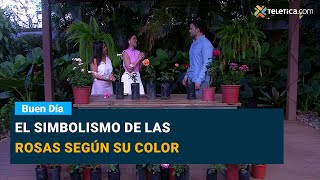 El simbolismo de las rosas según su color