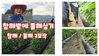 참깨밭에 들깨 심는방법 참깨 후작 들깨 헛골에 심기 (들깨 재배 방법)