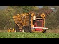 suikerbieten rooien en transport met agrifac za 215 eh u0026 new holland t6080 2017