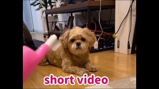 歯ブラシを嫌がる犬【ペキプー】 #Shorts