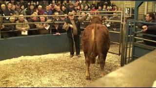 Irish Limousin Sale at Roscrea Mart (top 12 prices) 29/10/12