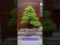 the japanese art of bonsai trees