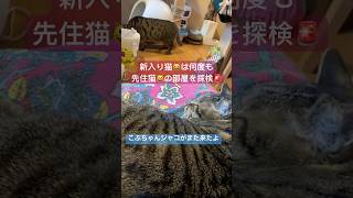 新入り猫ジャコリン♂😸は先住猫こぶちゃん♀😺の部屋を何度も探検🚨そこはこぶちゃんの女子トイレなんですけどっっっ‼︎