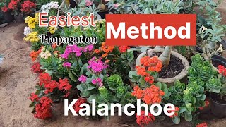 Kalanchoe propagation easy ideas l How to grow Kalanchoe plant from cuttings l Kalanchoe plant care