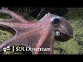 South of Isabela | SOI Divestream 594