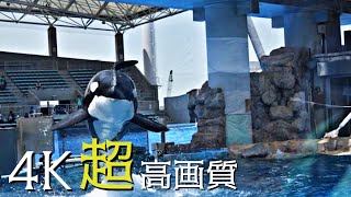 名古屋港水族館のシャチトレーニング（イルカたちのサービスも有り・・・）