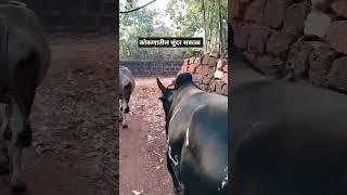 कोकणातील सुंदर सकाळ ll #आपलं_कोकण🏝️ #cow #youtubeshorts #viral #kokan #viralvideo #short