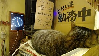 2023.2.15【Cat Live Stream】看板猫かもめの『ただいま勤務中』