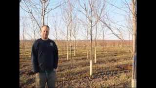 Offering Red Maples Central NJ Craigslist Grower