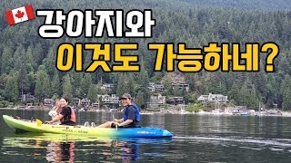 캐나다 밴쿠버에서 카약타는 강아지 | 강아지와 세계여행 | 밴쿠버에서 느끼는 스위스 감성!