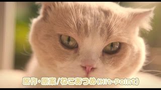 大人気アプリ「ねこあつめ」が、まさかの実写化！『ねこあつめの家』特報 Christine CoSmith