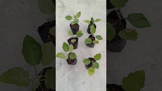 হিউমিক এসিড এর গুনাগুন। #gardening #ছাদবাগান #shots #humicacid #plants #flowers #ভাইরাল #viralvideo