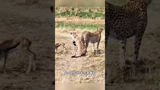 Cheetah lures mother antelope with baby antelope獵豹用小羚羊引誘羚羊媽媽 #野生動物 #wildlife #nature #wildanimals