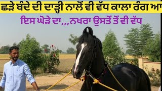 ਛੜੇ ਦੀ ਦਾੜ੍ਹੀ ਤੋਂ ਵੱਧ ਕਾਲਾ ਘੋੜਾ,,