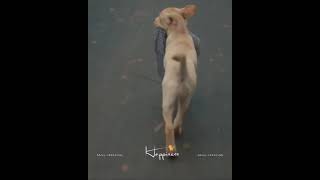 Dog lovers ❤️ #Dog #777 Charlie              #Rakshit Shetty