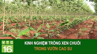 Kinh nghiệm trồng xen chuối trong vườn cao su | MNNN 57 | VTC16