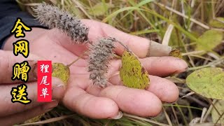 全网沸腾到疯狂的狸尾草，大龙却在全面赠送，背后原因值得转发！