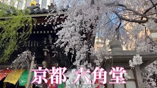 2023年3月20日 【桜の京都🌸】 六角堂のしだれ桜🌸を歩く Rokkakudo Temple 【4K】Walk in Kyoto,Japan