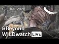 WILDwatch Live | 18 June, 2020 | Morning Safari | South Africa