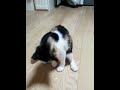 子猫の立ち食い♥　ヨーグルト大好き‼ ~mad kitten on yogurt