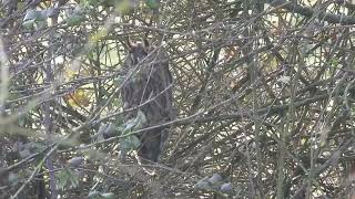 Long-eared Owl (Asia Otus), Cambridgeshire. Worth the wobblyness I think!