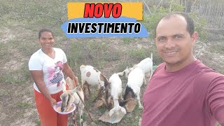 novos animais para o sítio, esse é um bom investimento para sítio pequeno