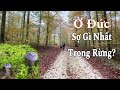 Ở Đức, vào rừng sợ gì nhất? Bất ngờ tìm được nấm đá | Cuộc sống nông thôn ở Đức