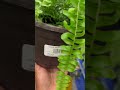 costa farms®️exotic angel®️montana fern plants houseplants shorts