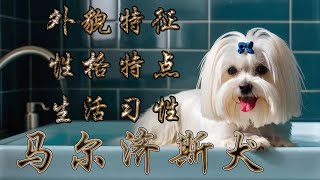 馬爾濟斯犬是小型犬中最受歡迎的犬種，如果你喜歡它，那麼一起來了解下馬爾濟斯犬的起源，馬爾濟斯犬的性格特點，馬爾濟斯犬的飲食習慣，馬爾濟斯犬的生活習性和馬爾濟斯犬的外表特徵吧。