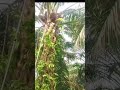 EGREK NYA TAJAM SKIL NYA MANTAP 👍panen sawit pokok rendah pakai Egrek super tajam. palm oil #shorts