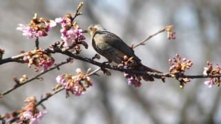 [4K] 野鳥：ヒヨドリと河津桜／Ｋ川の岸辺