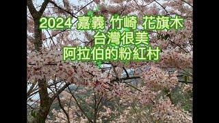 台灣  生活記錄 粉色浪漫 花旗木 阿拉伯粉紅村 嘉義 竹崎 20240406