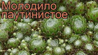 Молодило паутинистое (sempervivum) 🌿 паутинистое молодило обзор: как сажать, рассада молодила