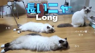 バーマン猫ラフとミカとウリ【長いニャ】Long（バーマン猫）Birman/Cat