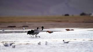 Up-close view of the rare wildlife black-necked crane on the Roof of the World, Tibet.